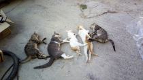 Ντροπή… Θανάτωσαν με δηλητήριο πέντε γάτες στα Καπαριανά