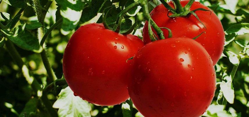 Ημερίδα για την καλλιέργεια της ντομάτας στο Τυμπάκι!