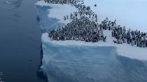 Ατρόμητα μωρά πιγκουινάκια κάνουν την πρώτη τους βουτιά από παγόβουνο 15 μέτρων - Εκπληκτικό βίντεο