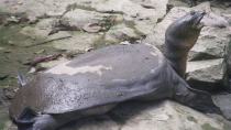 Πέθανε μια από τις πιο σπάνιες χελώνες
