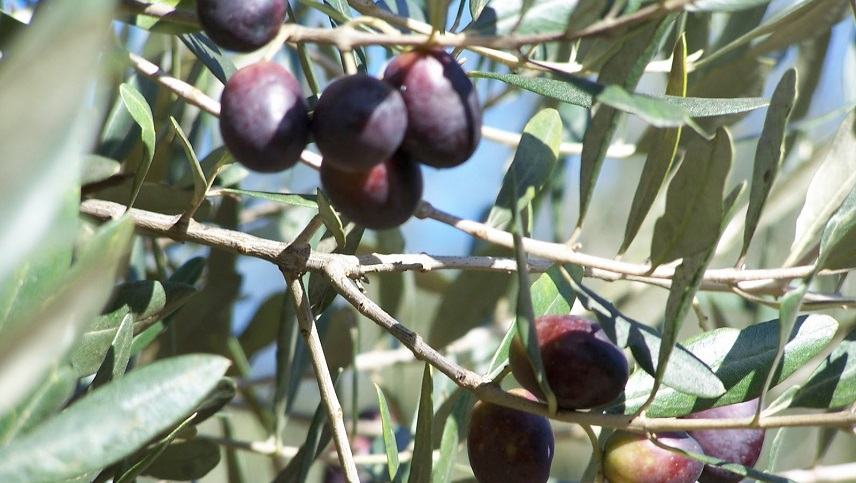 Ολοκληρώθηκε η δακοκτονία αλλά…