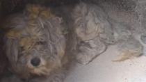 Βρήκαν ζωντανό ένα σκυλάκι μέσα σε φούρνο καμένου σπιτιού στο Μάτι