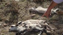Ζωοκτονία που σοκάρει: Κτηνοτρόφος βρήκε σφαγμένα τα πρόβατα του