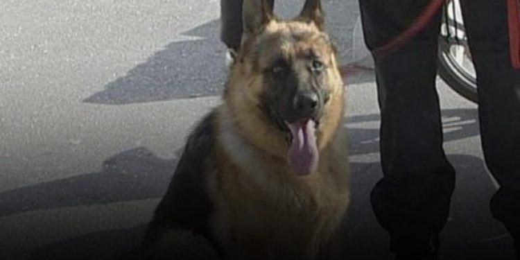 Το Λιμεναρχείο Ηρακλείου θα αποκτήσει σκύλο για την ανίχνευση ναρκωτικών