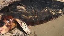 Δεύτερο νεκρό δελφίνι μέσα σε μία εβδομάδα