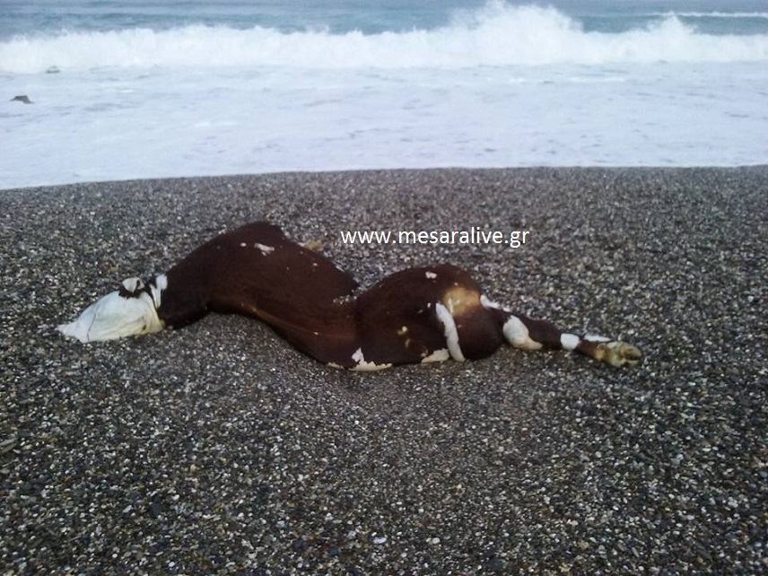 Απίστευτο! Αγελάδα «ξέβρασε» η θάλασσα στην περιοχή του Αφραθιά (Φώτο)