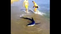 Καρχαρίας έκανε την εμφάνιση του σε παραλία (βίντεο)