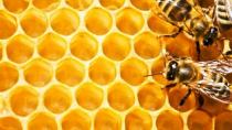 Ευρωβουλή: Πρωτοβουλία για την προστασία των μελισσών