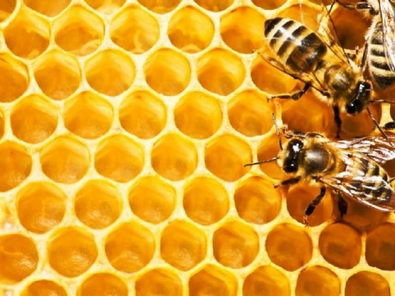 Ευρωβουλή: Πρωτοβουλία για την προστασία των μελισσών