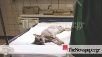 Βόλος: Βασάνισαν γατάκι με τον πιο φρικιαστικό τρόπο