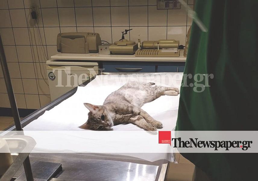 Βόλος: Βασάνισαν γατάκι με τον πιο φρικιαστικό τρόπο