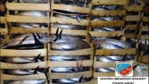 Κατασχέθηκαν 5 τόνοι παράνομων αλιευμάτων