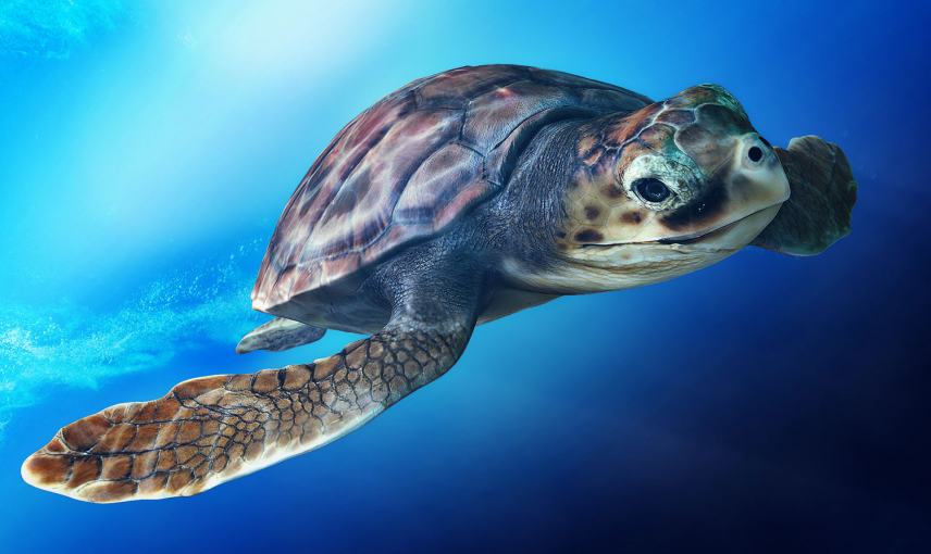 Ενημερωτική συνάντηση για την Caretta Caretta στις Μοίρες.