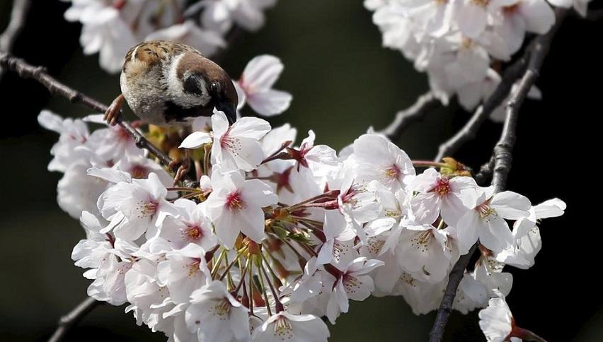 Όταν ανθίζουν οι κερασιές, έρχεται η άνοιξη στην Ιαπωνία (φωτογραφίες).