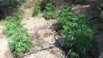 Κρήτη: Φυτρώνουν σαν τα μανιτάρια - Αλλα 308 δενδρύλλια στα... ορεινά