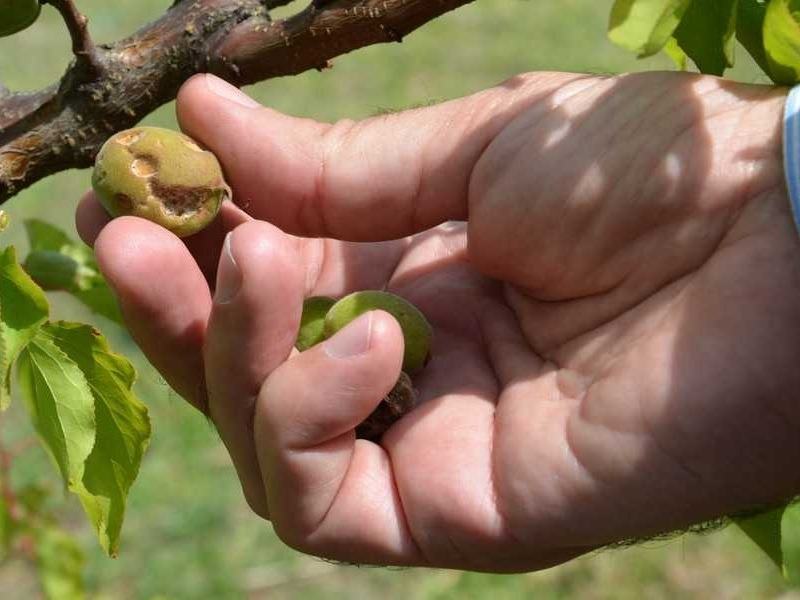 Προσλήψεις έκτακτου προσωπικού από τον ΕΛΓΑ