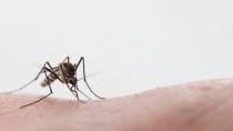 Κορωνοϊός : Μεταδίδεται από τα κουνούπια;
