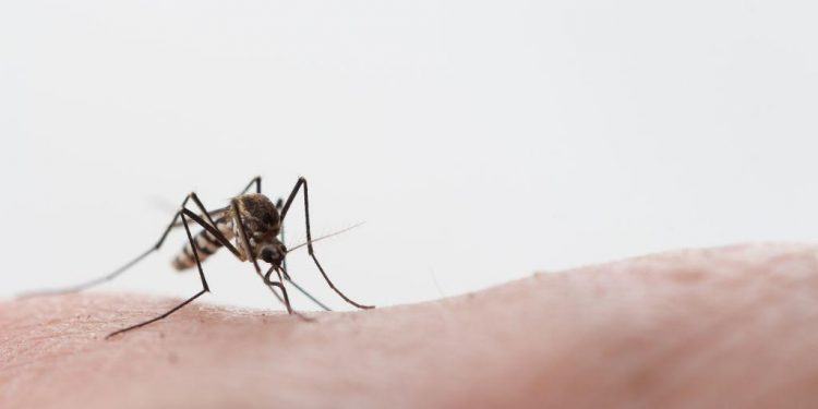 Κορωνοϊός : Μεταδίδεται από τα κουνούπια;