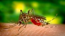 Πως να προφυλαχθείτε από τα κουνούπια και τον ιό του Δυτικού Νείλου