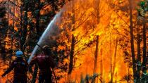 WWF: Η υπερεκμετάλλευση της φύσης φέρνει νέες πανδημίες