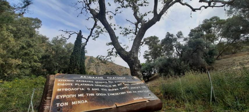 Κινδυνεύει να ξεραθεί ο Αειθαλής Πλάτανος της Αρχαίας Γόρτυνας!