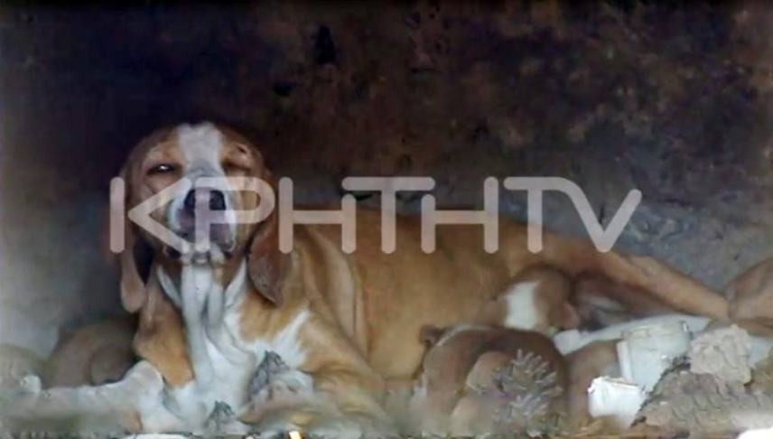 Κτηνωδία στη Γέργερη - Έκλεισαν κουτάβια μέσα σε φούρνο και έβαλαν φωτιά (βιντεο)