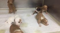 Γέργερη : Ξέρουν το δράστη που πηγε να κάψει σκυλίτσα με 9 κουτάβια σε φούρνο