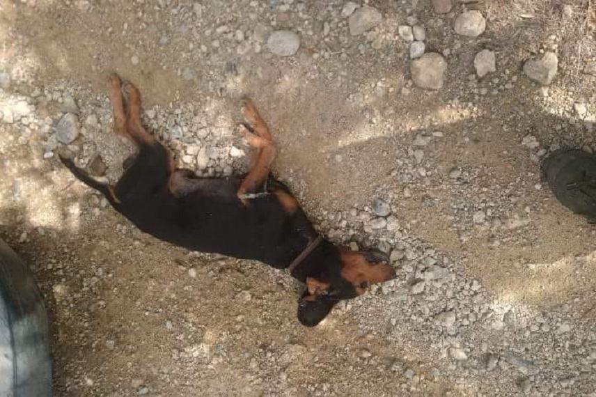 Φόλες ξανά στη Μεσαρά-Βρέθηκε δηλητηριασμένος σκύλος