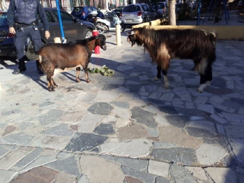 Ηράκλειο:”Γυαλιά-Καρφιά” τα έκαναν τράγος και κατσίκα στον Κατσαμπά