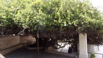 Ένα δέντρο μοναδικό στον κόσμο βρίσκεται στην Κρήτη!
