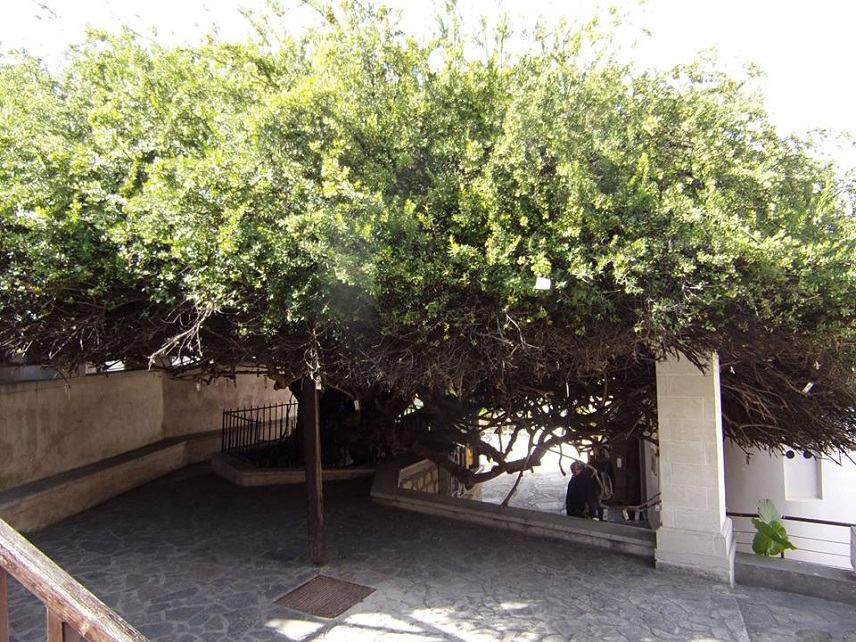 Ένα δέντρο μοναδικό στον κόσμο βρίσκεται στην Κρήτη!