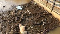 Πνίγηκαν ζώα από την κακοκαιρία μέσα στο ποτάμι (φωτογραφίες)