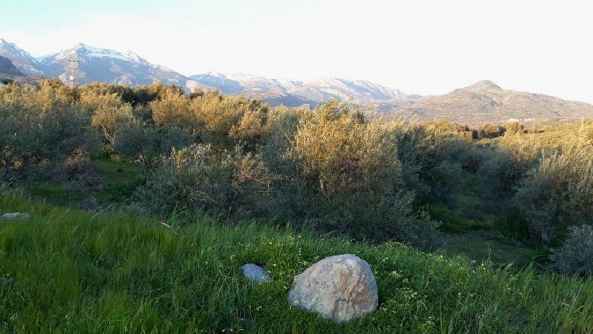 Tέλος χρόνου για τις αιτήσεις ενίσχυσης των ελαιοπαραγωγών