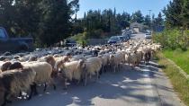 Βγήκαν τα πρόβατα βόλτα...