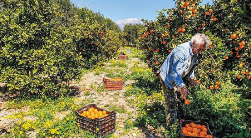 Γιατί οι Χανιώτες εγκαταλείπουν την καλλιέργεια εσπεριδοειδών