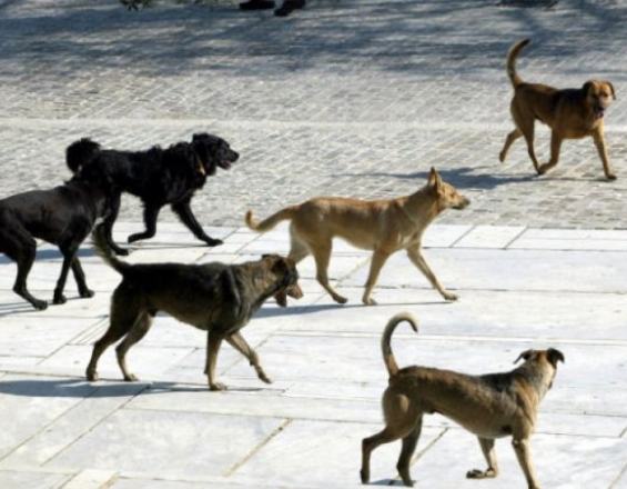 Της επιτέθηκαν τα σκυλιά