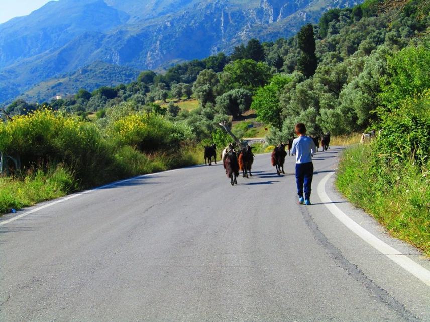 Βοσκαρουδάκι στα όρη...