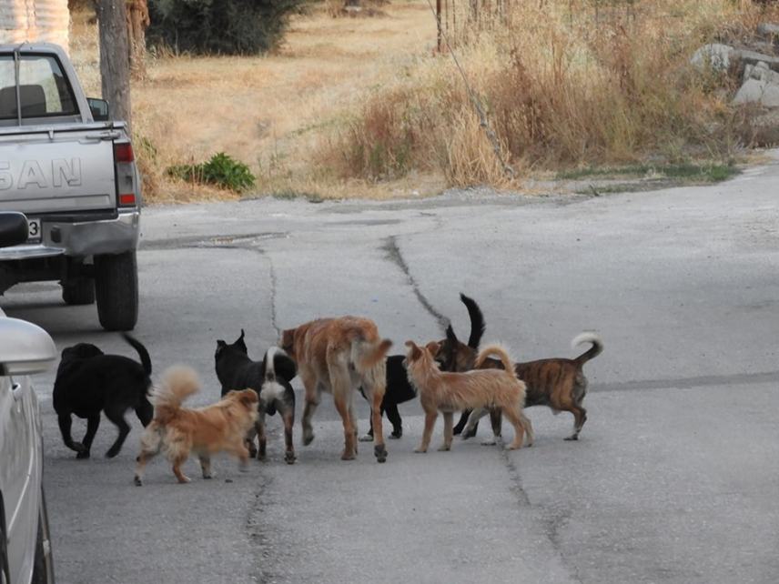 Αγέλες από αδέσποτα στις Μοίρες!