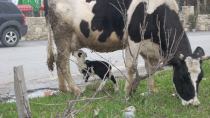 Μεσαρά: Ένα προβατάκι βυζαίνει μια... αγελάδα