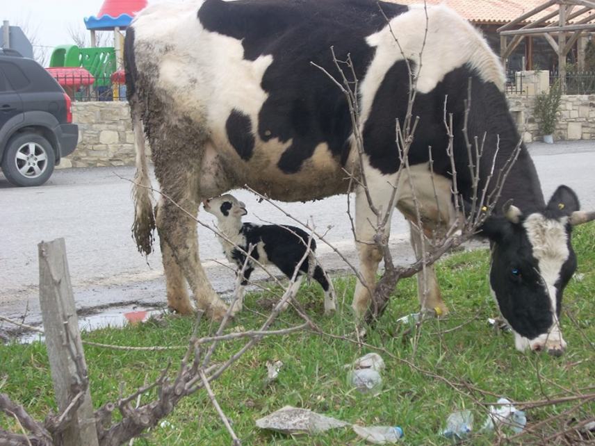 Μεσαρά: Ένα προβατάκι βυζαίνει μια... αγελάδα