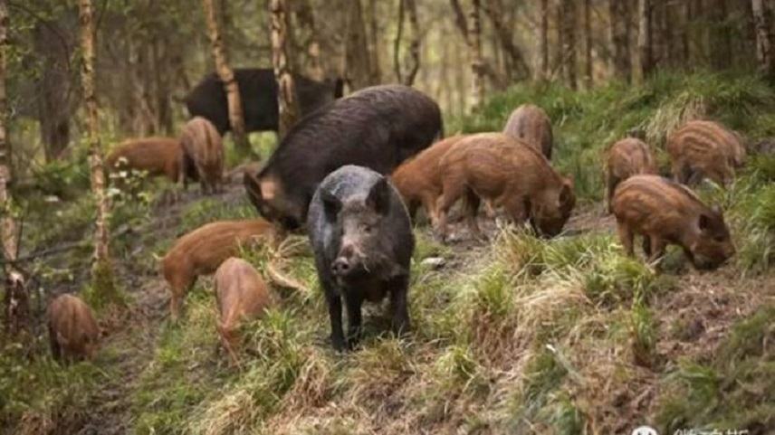 Ένα κοπάδι αγριογούρουνων έφαγε κοκαΐνη αξίας 19.800 ευρώ, την οποία είχαν θάψει στο δάσος στην Τοσκ