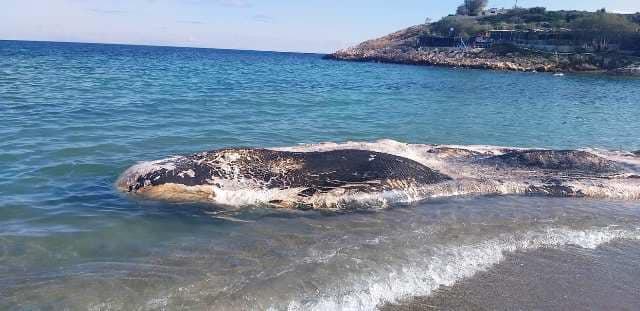 Ενα θαλάσσιο κήτος σε παραλία της νότιας Κρήτης (φωτο)