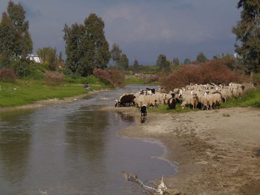 Με τα πρόβατα στο Γεροπόταμο