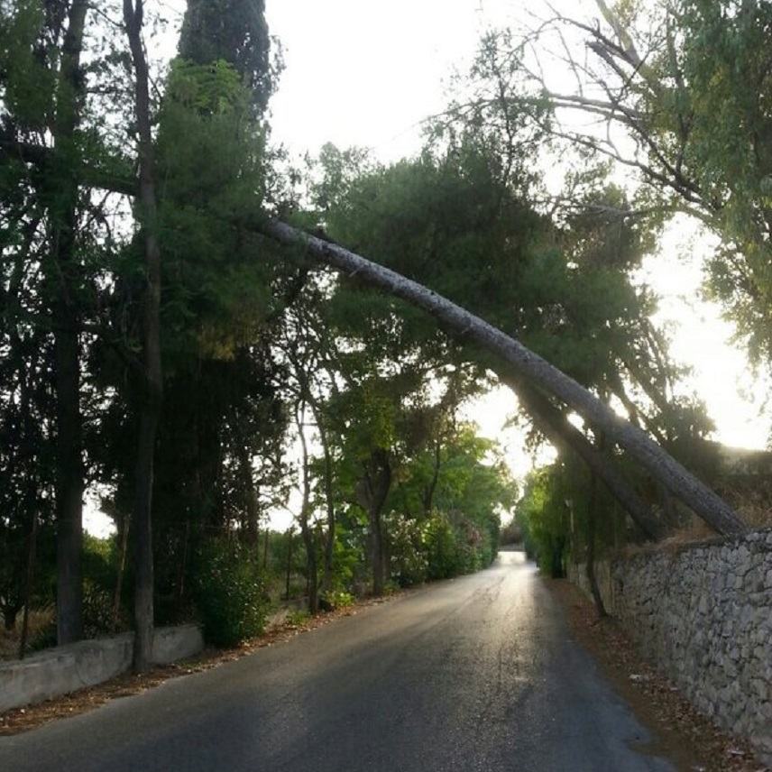 Στον Αμπελούζο της γεωργικής σχολής και του Μουσείου!