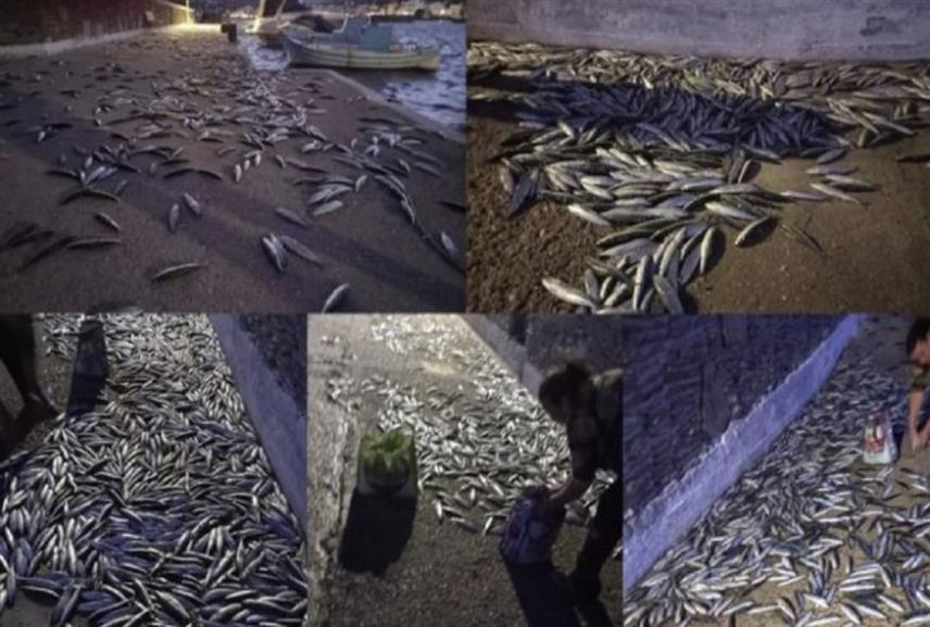 Πρωτόγνωρο θέαμα στην Άνδρο: Εκατοντάδες σαρδέλες βγήκαν…στη στεριά