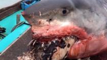 Viral έγινε καρχαρίας που πνίγηκε προσπαθώντας να φάει μια χελώνα