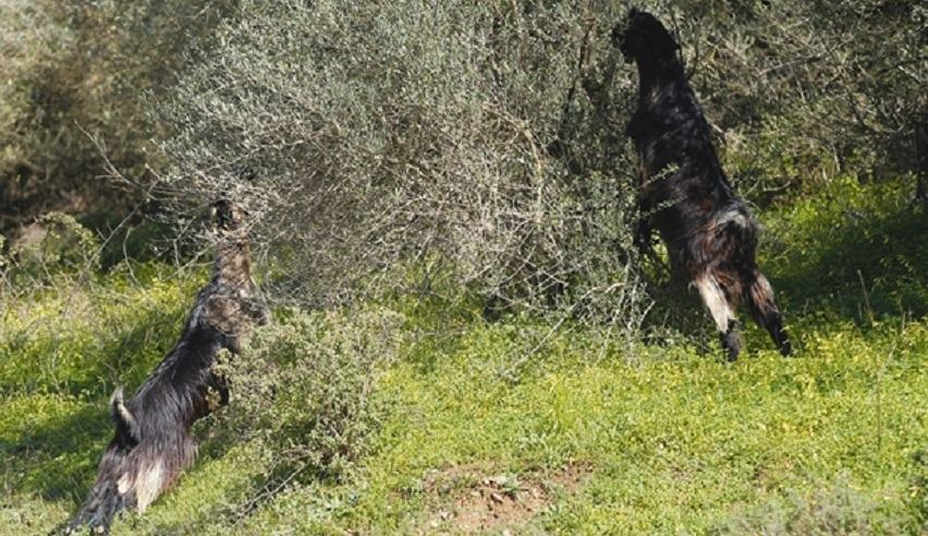 Μηνυτήρια αναφορά κατοίκων Στερνών εναντίον κτηνοτρόφων.