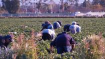 ΕΦΚΑ: Ελεύθερη επιλογή ασφαλιστικής κατηγορίας και για τους εργάτες γης