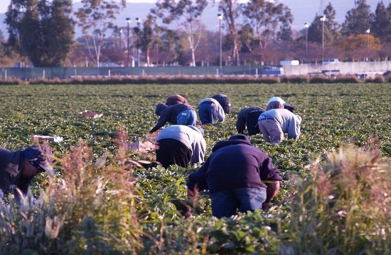 Κρήτη: «Αγκάθι» η έλλειψη εργατών γης – Σε όψιμες συγκομιδές οδηγούνται οι αγρότες