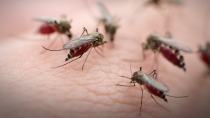 Συνεχίζονται οι ψεκασμοί για τα κουνούπια